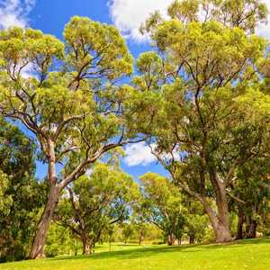 Explore Perth at your own speed with hop-on hop-off bus tours – Panoramic views, audio guides, and unlimited stops in 2026