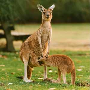 Hop on the open-top bus in Perth, Australia – Discover top attractions, monuments, and hidden gems with a hop-on hop-off tour in 2026