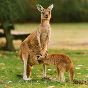 Visit Perth from a Hop-On Hop-Off sightseeing bus – Explore landmarks and attractions in 2025 Hop on the open-top bus in Perth, Australia – Discover top attractions, monuments, and hidden gems with a hop-on hop-off tour in 2025